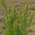 Erica pillansii