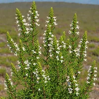Erica plukenetii