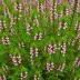Erica pubescens