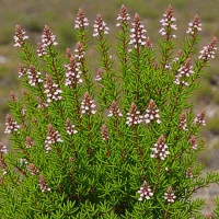 Erica quadrangularis