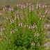 Erica quadrangularis