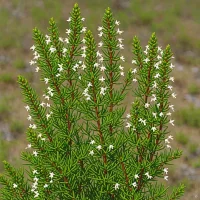 Erica sessilifolia