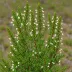 Erica sessilifolia