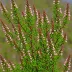Erica speciosa