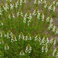 Erica taxifolia