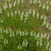 Erica taxifolia