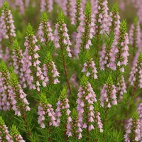 Erica triflora
