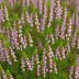 Erica triflora