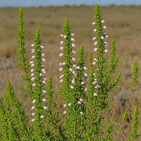 Erica zuluensis