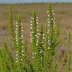 Erica zuluensis