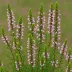 Erica x veitchii