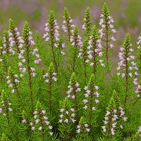 Erica x williamsii