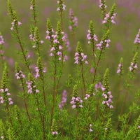 Erica x stuartii