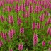 Erica carnea 'King George'