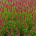 Erica carnea 'Ruby Glow'