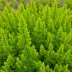 Erica carnea 'Aurea'
