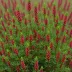 Erica carnea 'December Red'