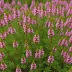 Erica carnea 'Pirbright Rose'