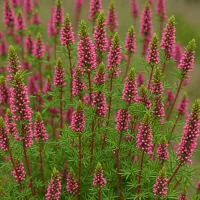 Erica carnea 'Porter's Red'