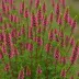 Erica carnea 'Porter's Red'