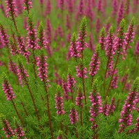 Erica carnea 'R.B. Cooke'