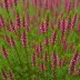 Erica carnea 'R.B. Cooke'