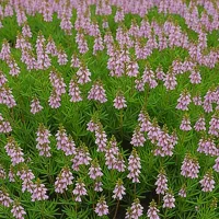 Erica carnea 'Sherwood Creeping'