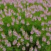 Erica carnea 'Sherwood Creeping'