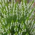 Erica carnea 'Snow Queen'