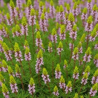 Erica carnea 'Sunshine Rambler'