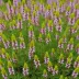 Erica carnea 'Sunshine Rambler'