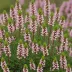 Erica carnea 'Winter Beauty'