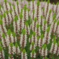 Erica carnea 'Whitehall'