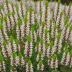 Erica carnea 'Whitehall'