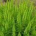 Erica x darleyensis 'Jack H. Brummage'