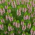 Erica x darleyensis 'Margaret Porter'