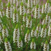 Erica x darleyensis 'Silberschmelze'