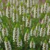 Erica x darleyensis 'Silberschmelze'