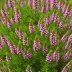 Erica x darleyensis 'Mary Helen'