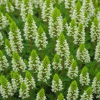 Erica x darleyensis 'White Glow'