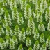Erica x darleyensis 'White Glow'