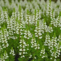 Erica cinerea 'Hookstone White'