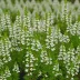 Erica cinerea 'Hookstone White'