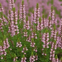 Erica cinerea 'Pink Ice'