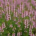 Erica cinerea 'Pink Ice'