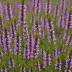 Erica cinerea 'Purple Beauty'