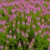 Erica cinerea 'Rock Pool'