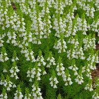 Erica cinerea 'Alba Minor'