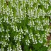 Erica cinerea 'Alba Minor'