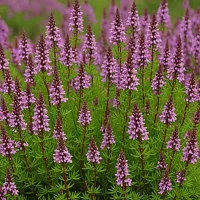 Erica cinerea 'Atropurpurea'